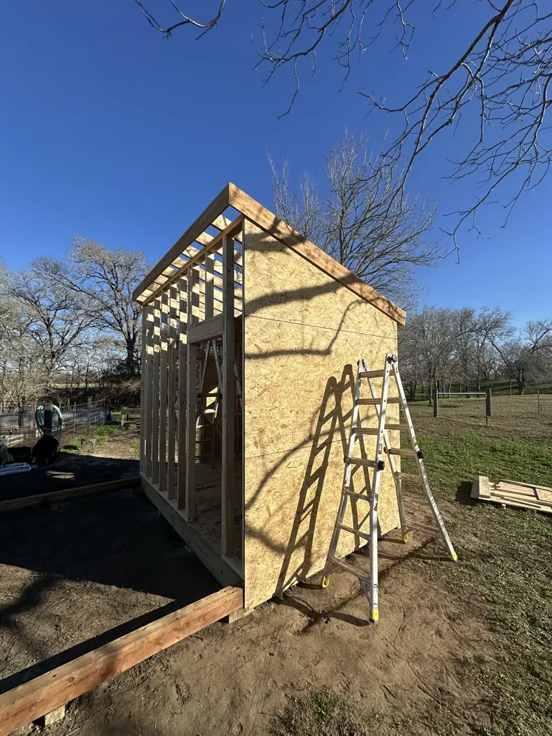Shed end wall sheathed in OSB beside the open stud wall and rafters, with an aluminum ladder leaning on it.